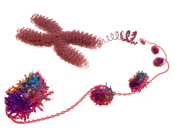 rNuQ H3.1 recombinant mononucleosome - 50 µg