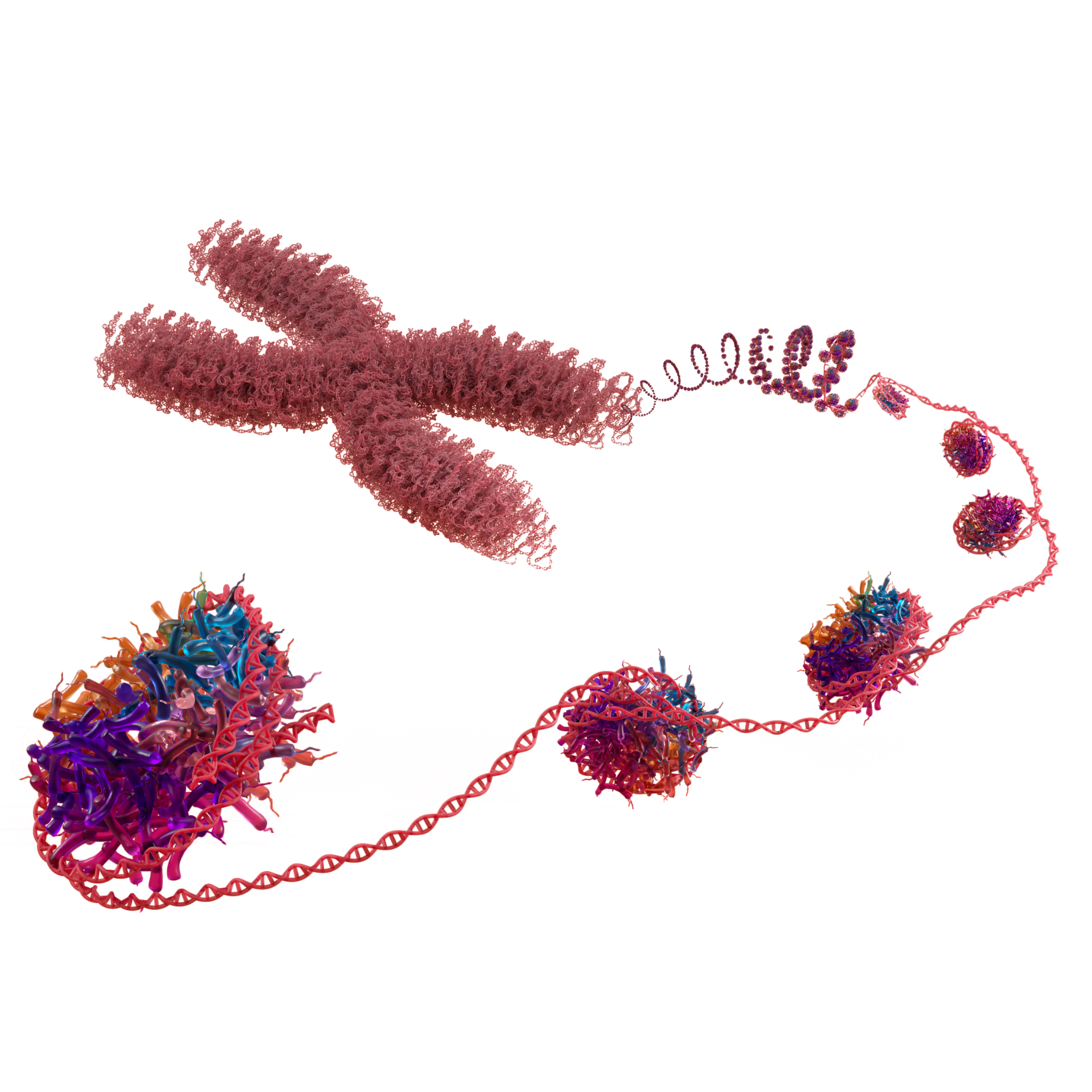 rNuQ H3R8Cit,K9Me3 recombinant mononucleosome - 50 µg